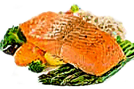 Alimentos -para-aumentar-los-gluteos-salmon