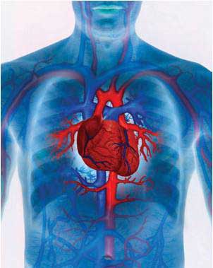 Mejores Suplementos Alimenticios Vascularizacion Mejores Suplementos Alimenticios Vascularizacion