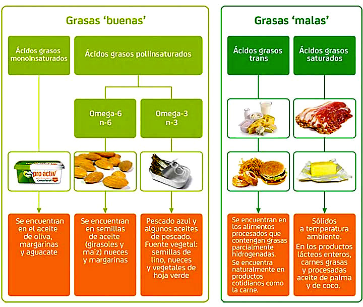 Alimentos para Aumentar el Trasero-Grasas Buenas y Grasas Malas